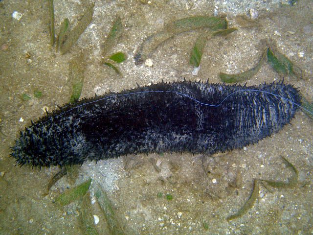 Holothuria leucospilota